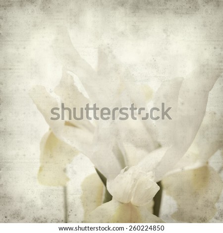 textured old paper background with white and yellow iris flower