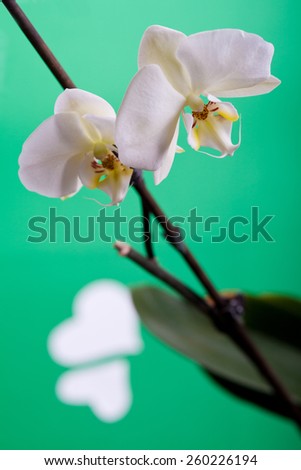 white orchid on a green background with hearts