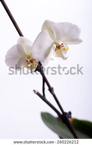 two flowers of white orchid in focus on white background