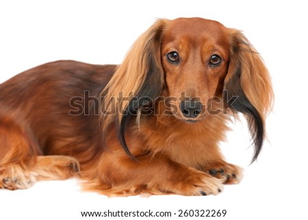 Miniature Longhaired Dachshund On A White Background Images And