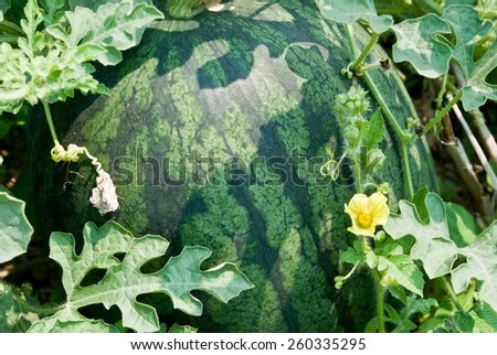 Watermelons in a vegetable garden- stock photo
