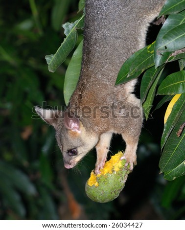 Possum upside-down holding bitten mango