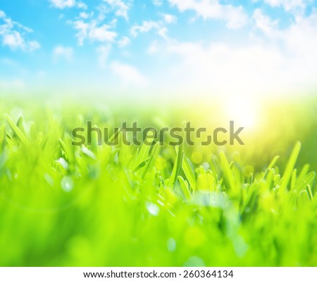 Picture of beautiful green grass field and clear blue sky with bright sunlight, selective focus, wonderful landscape, spring season, rural place, nature outdoors, meadow in countryside