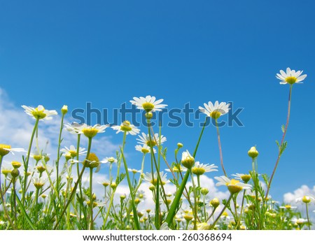 White camomiles on blue sky background 
