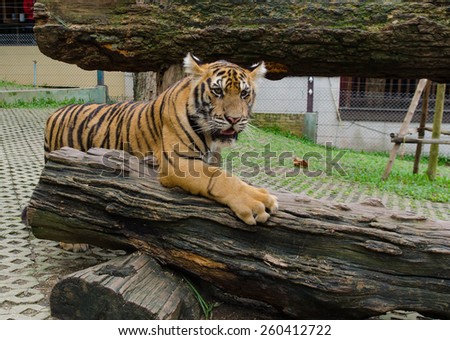 Photo of tiger cub.