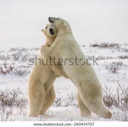 Two white bear hug Royalty-Free Stock Photo #260454707