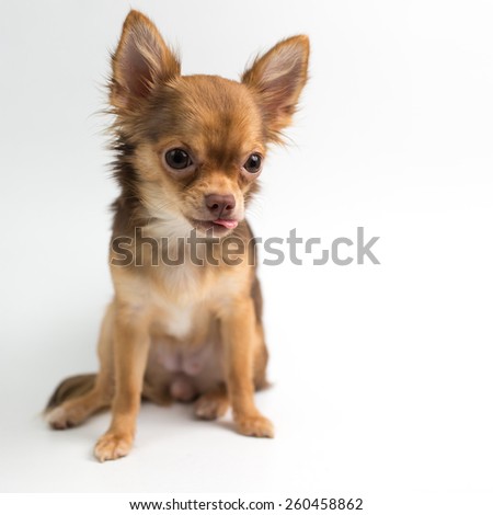 Brown Chihuahua puppy