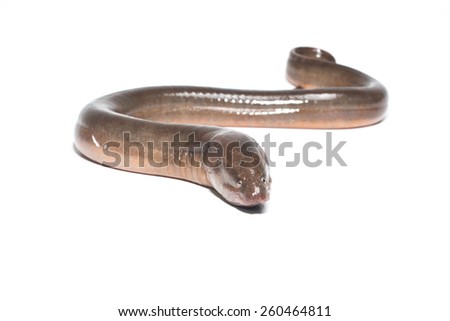 Long eel isolated on a white background Royalty-Free Stock Photo #260464811
