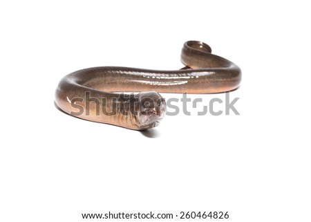 Long eel isolated on a white background Royalty-Free Stock Photo #260464826