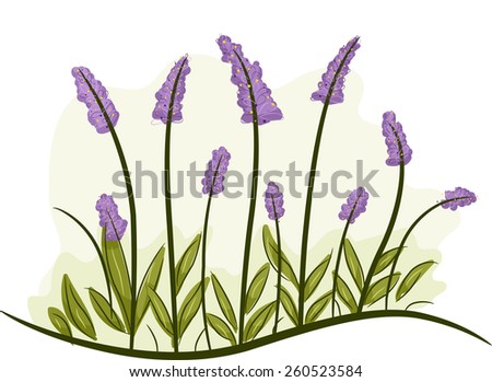Illustration of a Bunch of Lavender Flowers in Full Bloom 