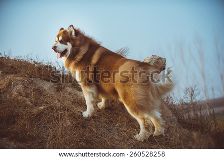 Alaska dog, red and white hair