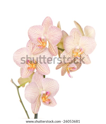 orchid of falinopsis on a light background