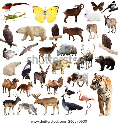 Set of asian animals. Isolated on white background  