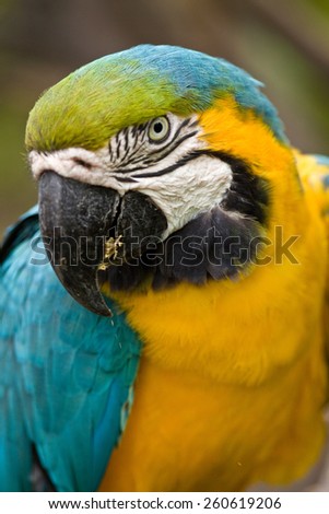 Papagayo, parrot colorful tropical ecuadrorian bird
