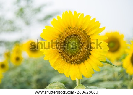 beautiful sunflower in a field