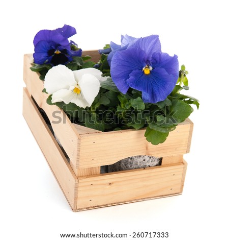 Crate blue and white Pansy flowers isolated over white background