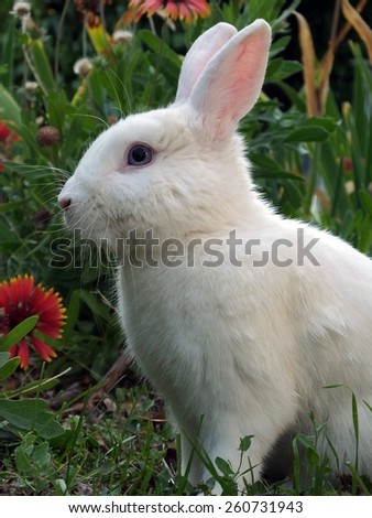 sweet white rabbit in grass with flowers
