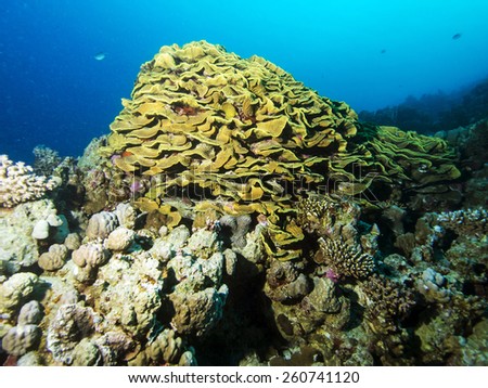 lettuce coral