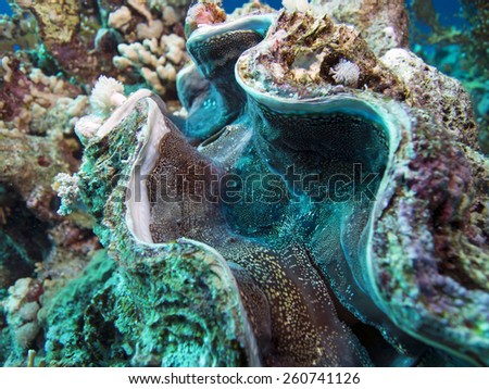 giant clam [Tridacna gigas]