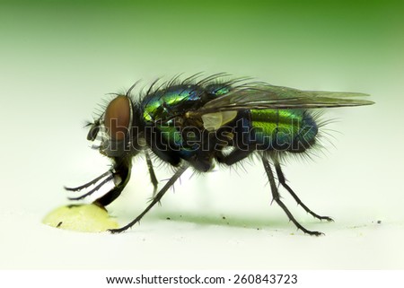 Bottle Green Fly sucking a drop of honey