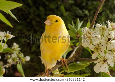 canary bird. Royalty-Free Stock Photo #260881142