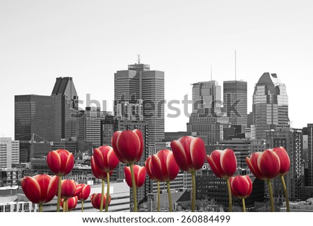 Montreal black and white cityscape with red tulip in front
