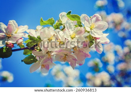 single branch of blossoming apple tree inatagram stile 