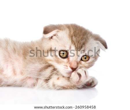 Pensive flap-eared kitten. isolated on white background