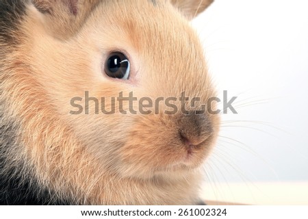 close-up of easter bunny on white background studio