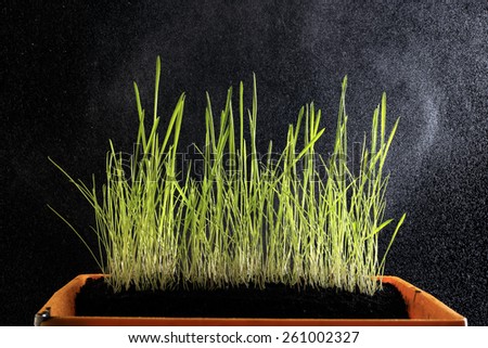 close-up of a beautiful young green grass on black background studio