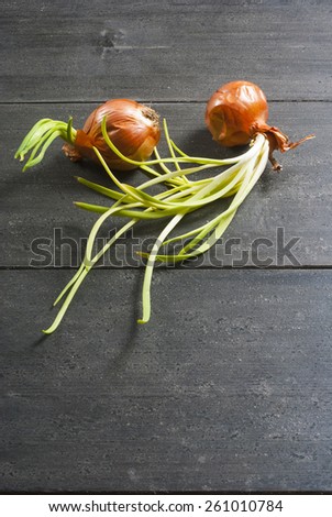 seedling red onions on dark wooden