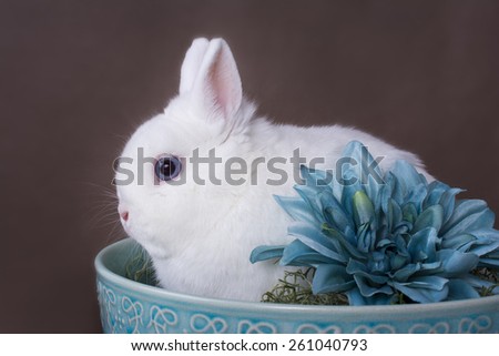 A white Netherland Dwarf rabbit sits in a blue bowl with a blue flower. 