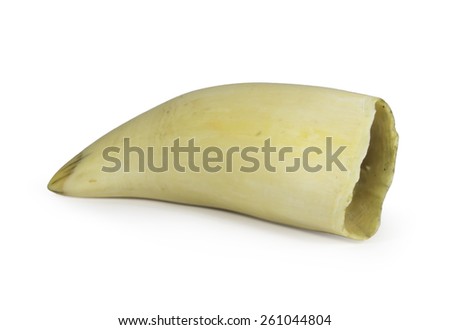 old sperm whale tooth on a white background Royalty-Free Stock Photo #261044804