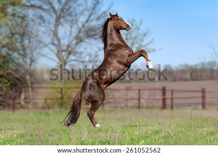Beautiful brown stallion on a background of green blurry field in the spring. Horse flaunts worth the candle, jumps.