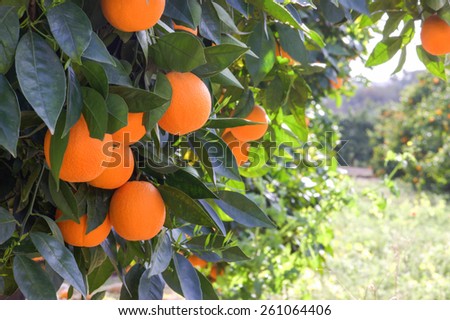 Orange trees in the garden. Royalty-Free Stock Photo #261064406