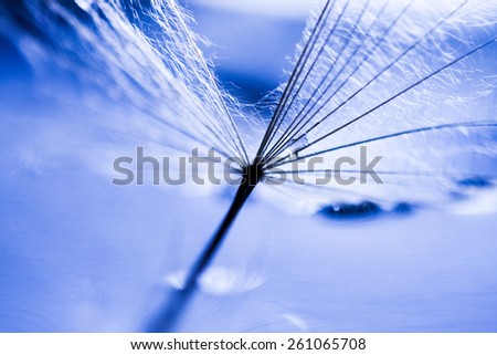Macro, abstract composition with colorful water drops on dandelion seeds 