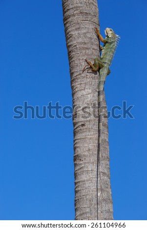 Green Iguana on a palm tree trunk, Key West, Florida, USA
