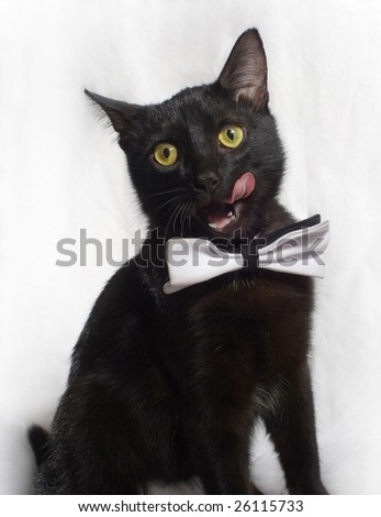 cat with white tie sits on white background