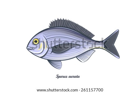 dorade fish colorful vintage vector illustration