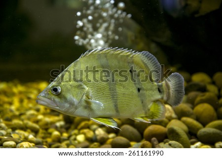 Siamese Tiger-fish 