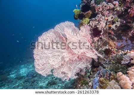 Pink fan coral and colorful tropical fishes in Anilao, Philippines.