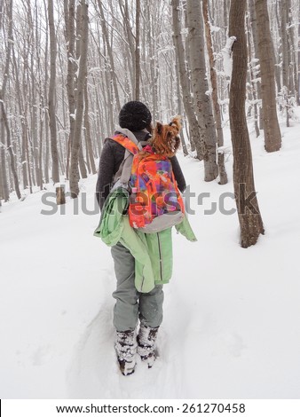  Woman Walking In A Snowy Forest With Yorkshire Terrier In Her Backpack         