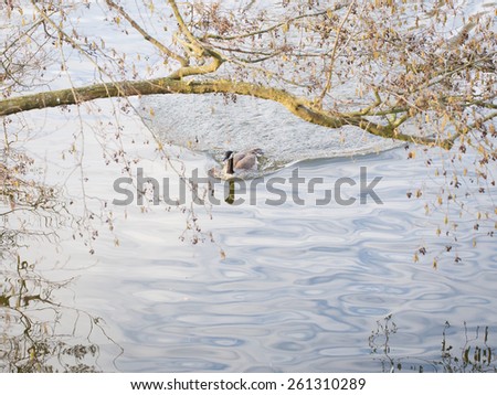 Canadian Goose swimming