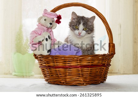 Gray and white kitten and a teddy bear sitting in a large wicker basket on the background of bright windows, a bright sunny day and a festive spring mood in the picture.