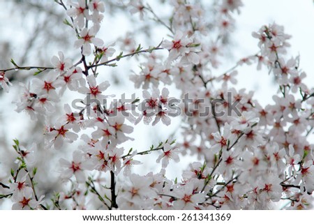 White almond blossoms with water droplets in rainy day