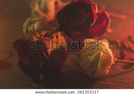 dried roses close up