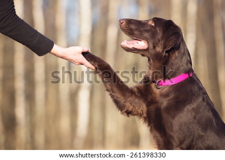 beautiful brown dog gives paw Royalty-Free Stock Photo #261398330
