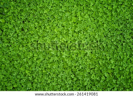A  greenish cleaver natural background