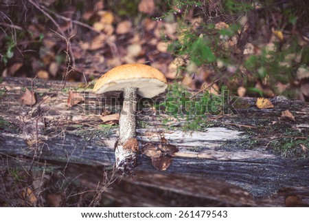 Closeup picture of Leccinum aurantiacum with orange cap growing in wild forest in Latvia. Edible mushroom growing in nature. Botanical photography. 
