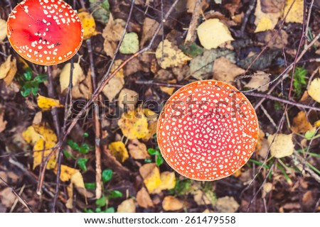 Closeup picture of amanita poisonous with red cap in wild forest in Latvia. Unedible mushroom growing in nature. Botanical photography. 